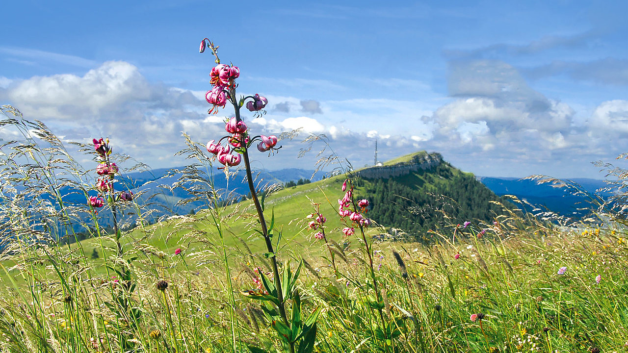 Les Tamalou remettent ça: Virée aux Rasses